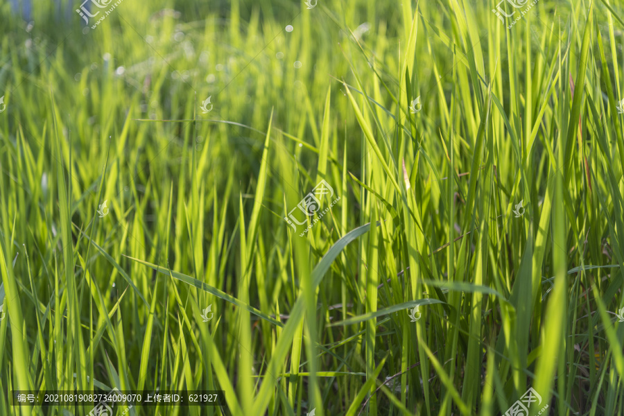 原野