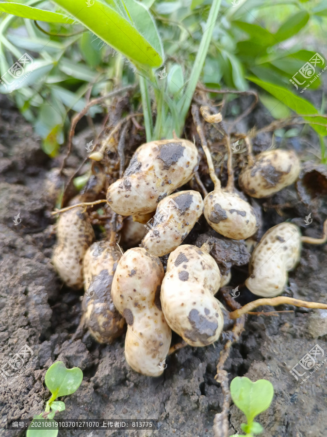 地里鲜花生