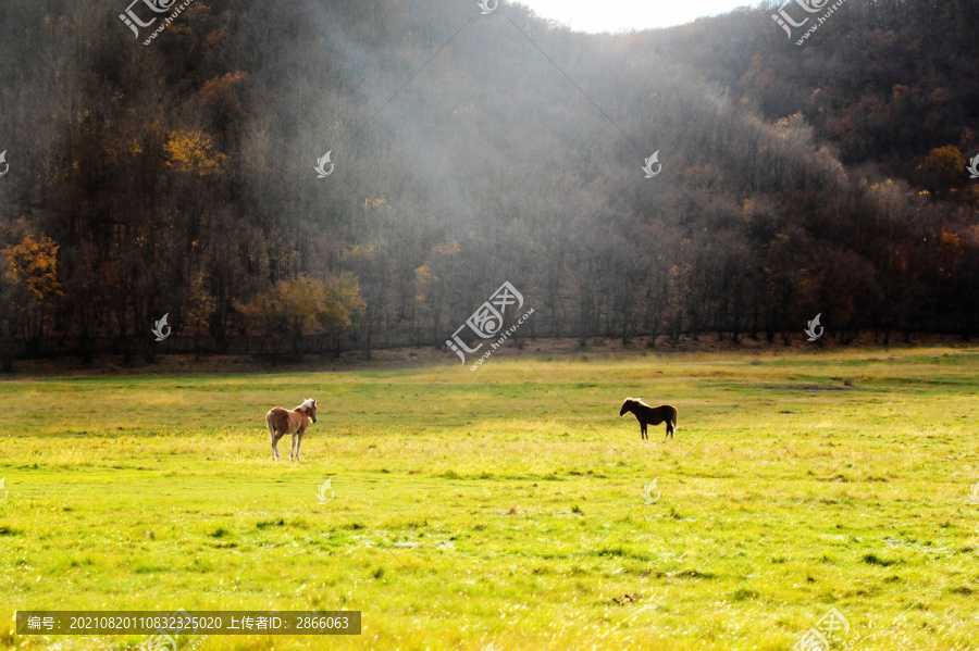 秋天草原上的两匹骏马