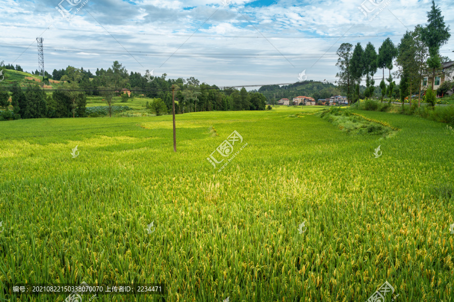 丰收的田野