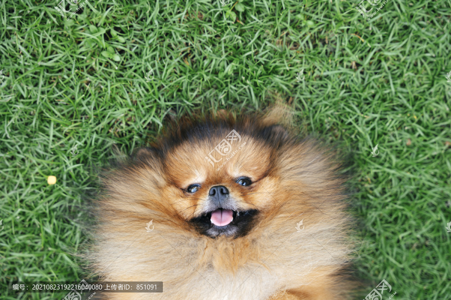 俯视图-波美拉尼亚斯皮茨犬躺在绿色草地上。