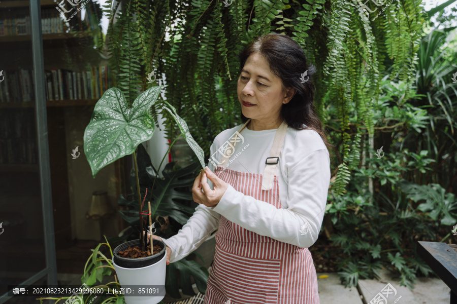 在花园里照料植物的亚洲老妇人。