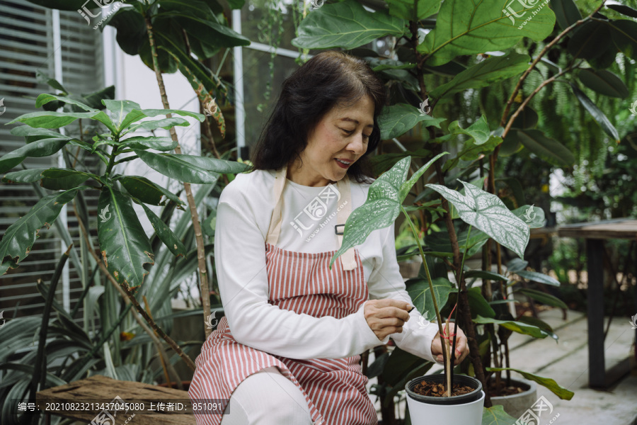 在花园里照料植物的亚洲老妇人。