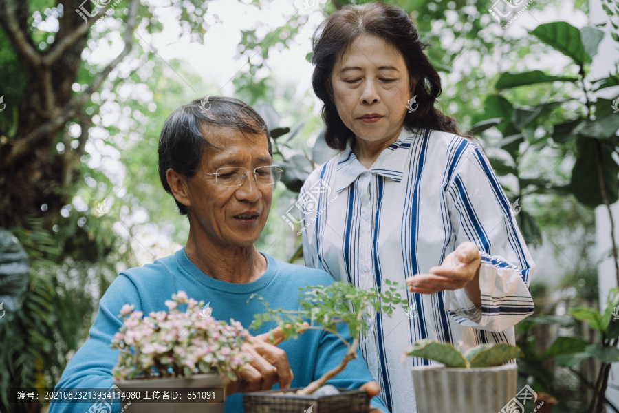 亚洲老年夫妇在花园里照料植物。