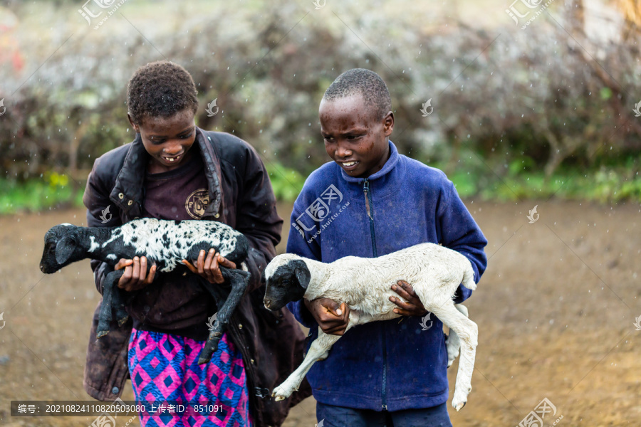 马萨的孩子们在雨中抱着山羊