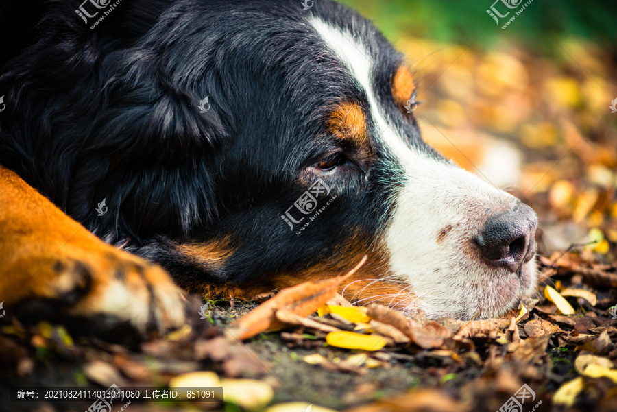 秋天，伯尔尼山狗在五颜六色的树叶上休息，特写镜头拍到了它的头部