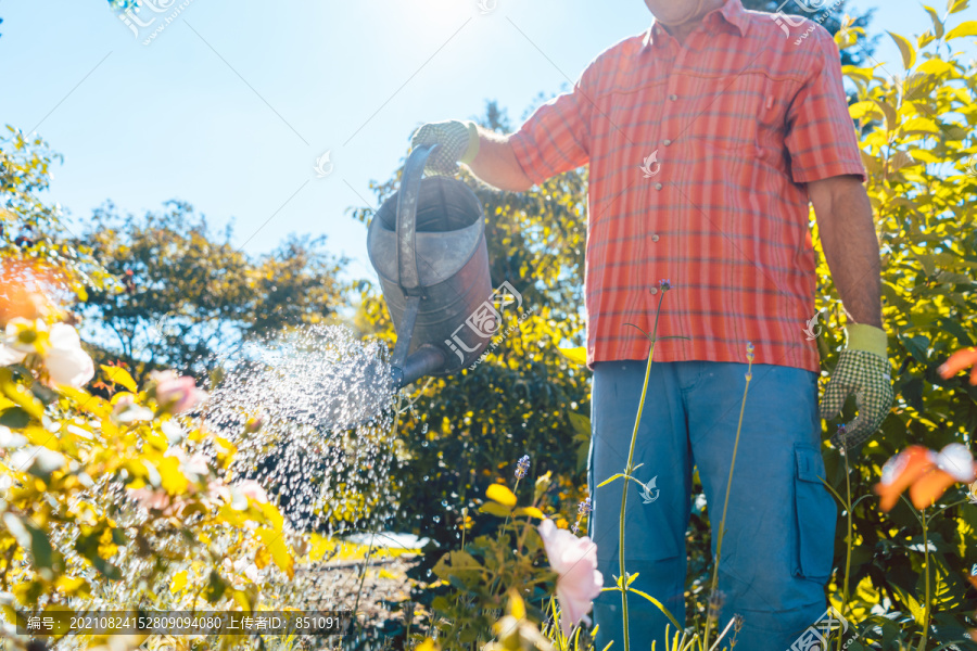 活跃的老年人，健康的生活方式，在夏日宁静的日子里，微笑着在花园里浇灌植物