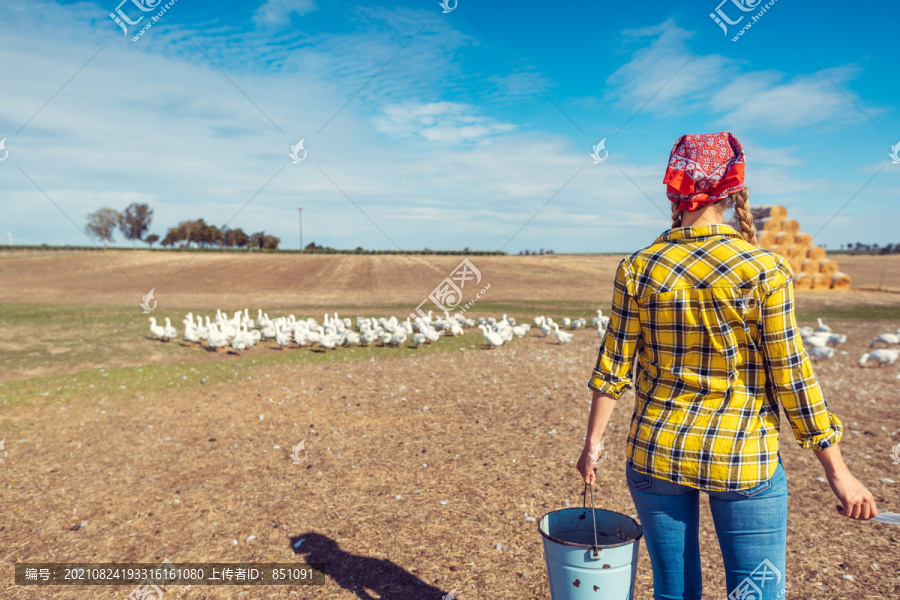 农民和她的鹅在乡下的一个家禽农场