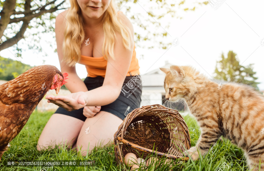 带着鸡和猫的小女孩在农场里捡鸡蛋