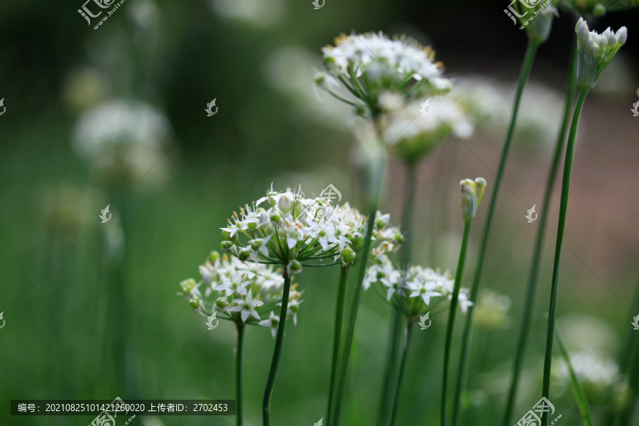 韭菜花