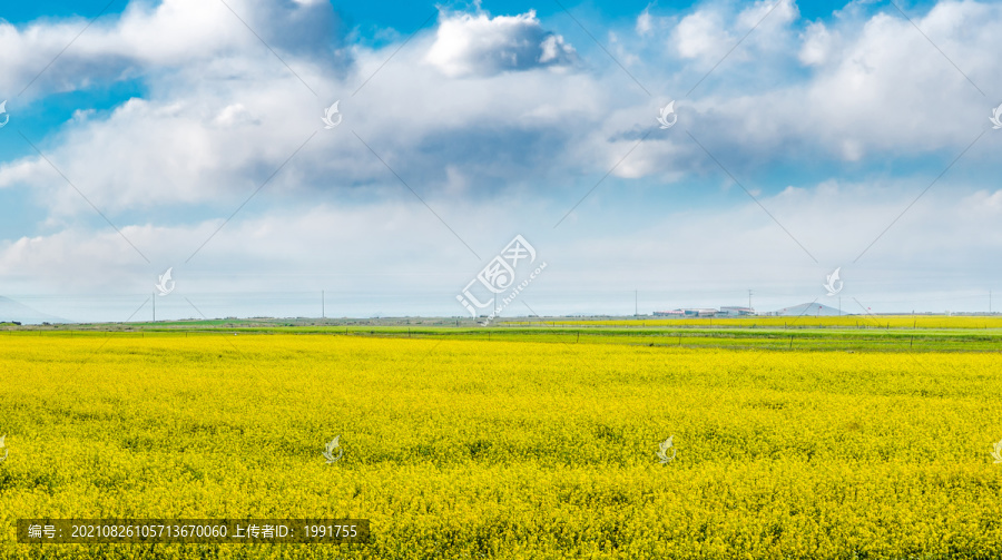 金色油菜花