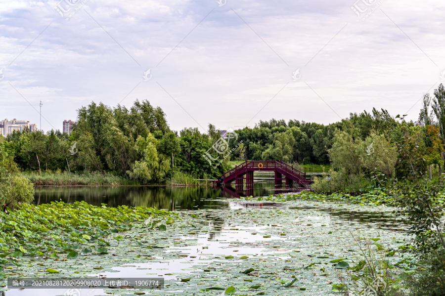 荷花盛开的长春北湖湿地公园景观