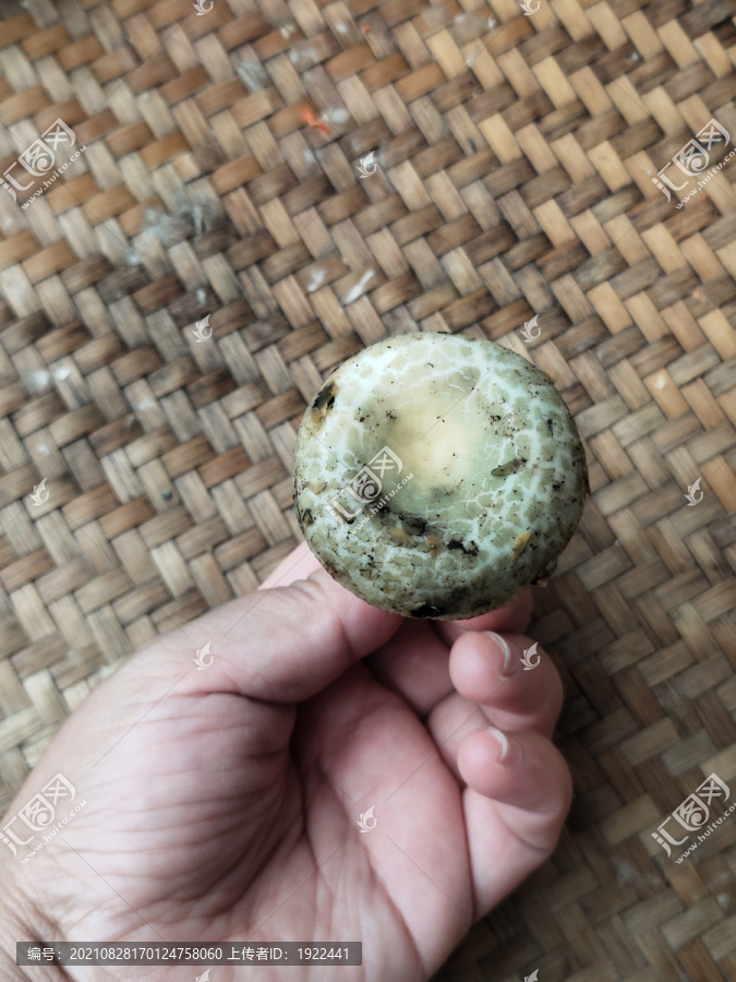 绿豆菌
