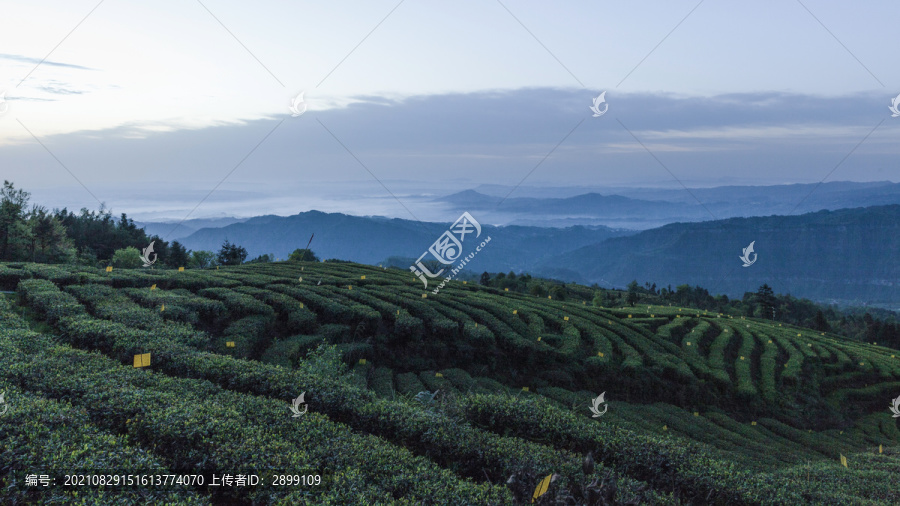 四川宜宾屏山大乘茶山风光