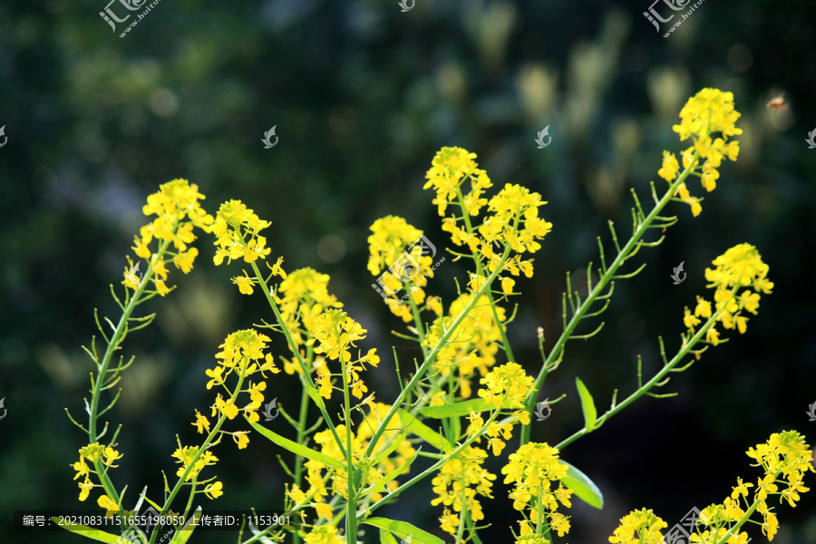 油菜花