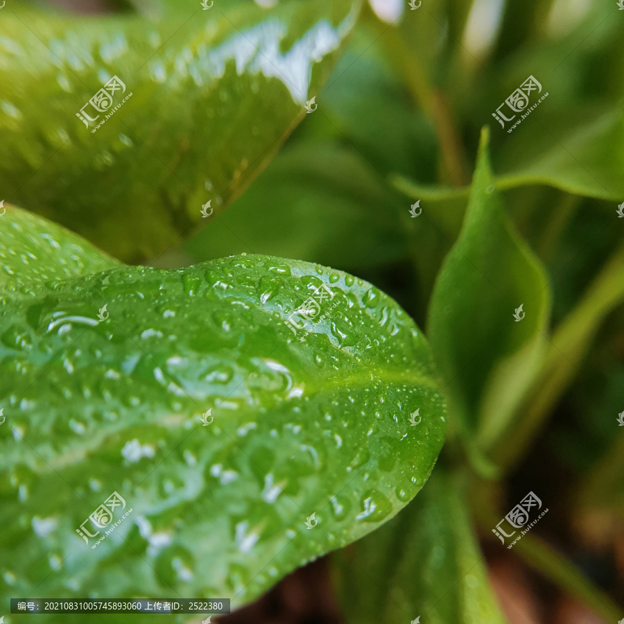 绿植露水