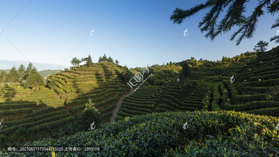 宜宾屏山大乘美丽茶山自然风光