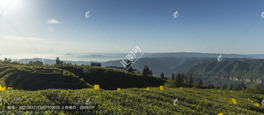 蓝天白云蜿蜒山脉茶山自然风光