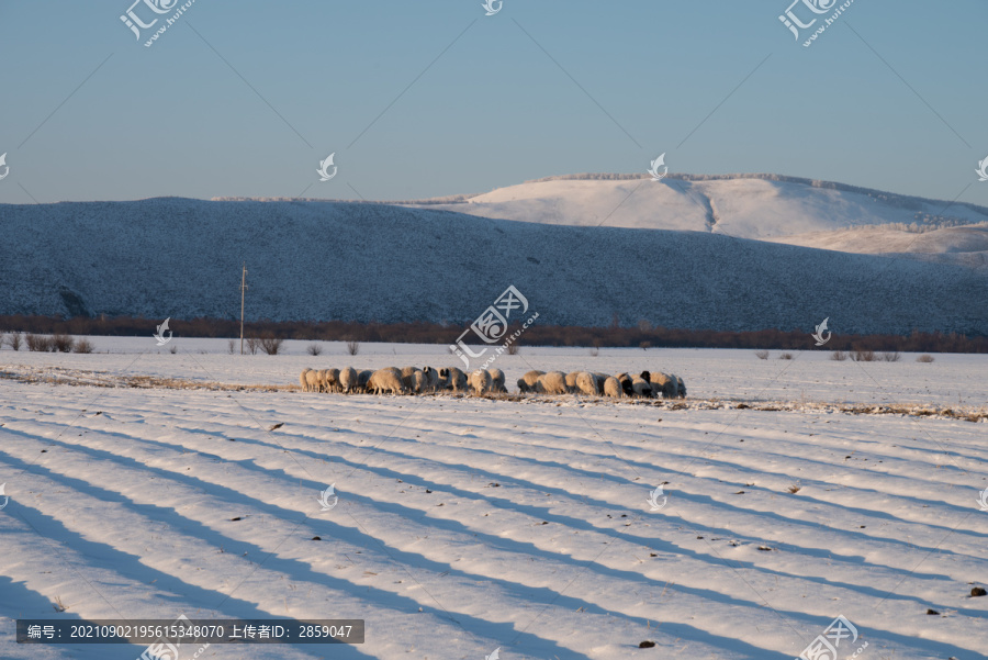 冬季草原上的羊群