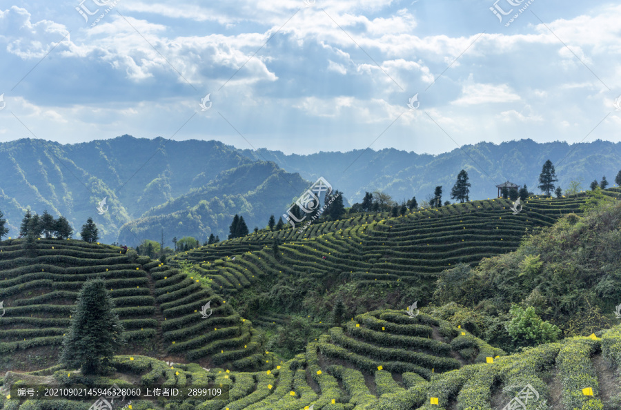 蓝天白云蜿蜒岩门茶山