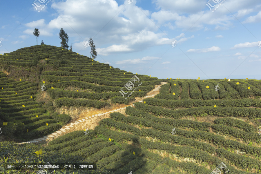 蜿蜒茶山蓝天白云小路茶山风光