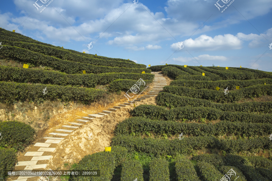 蜿蜒茶山蓝天白云小路茶山风光