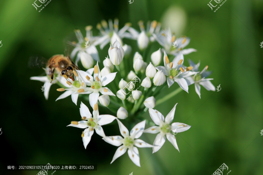 韭菜花