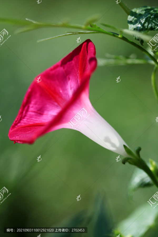 牵牛花