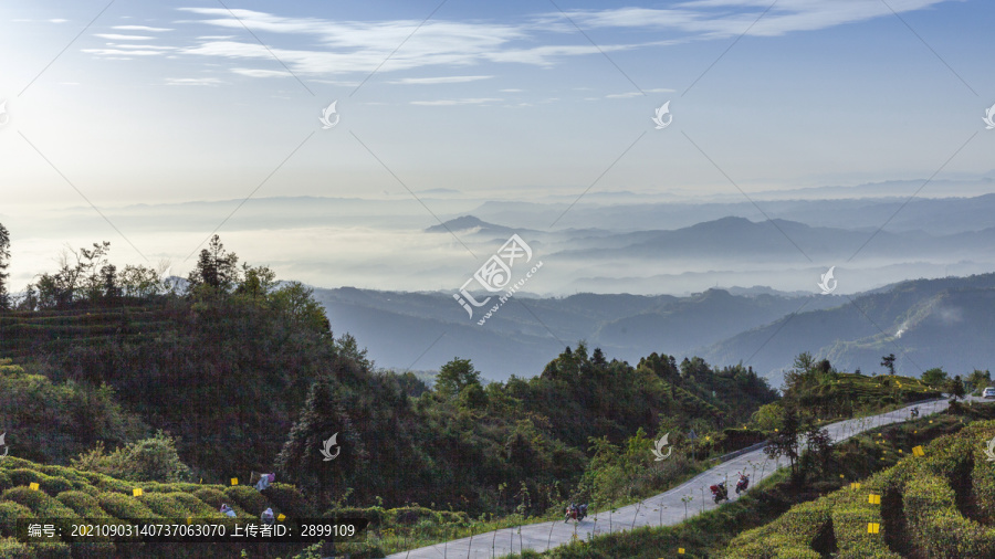 蜿蜒茶山薄雾缭绕茶山风光