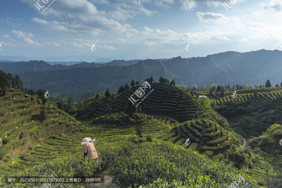 蜿蜒茶山采茶女