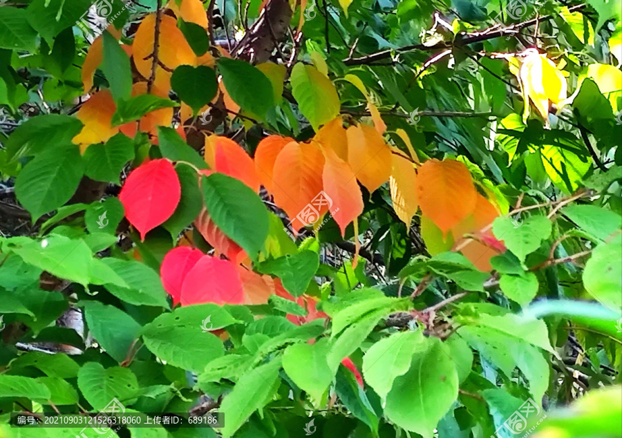 彩色树叶