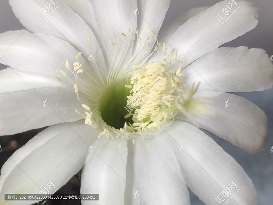 白色仙人掌花