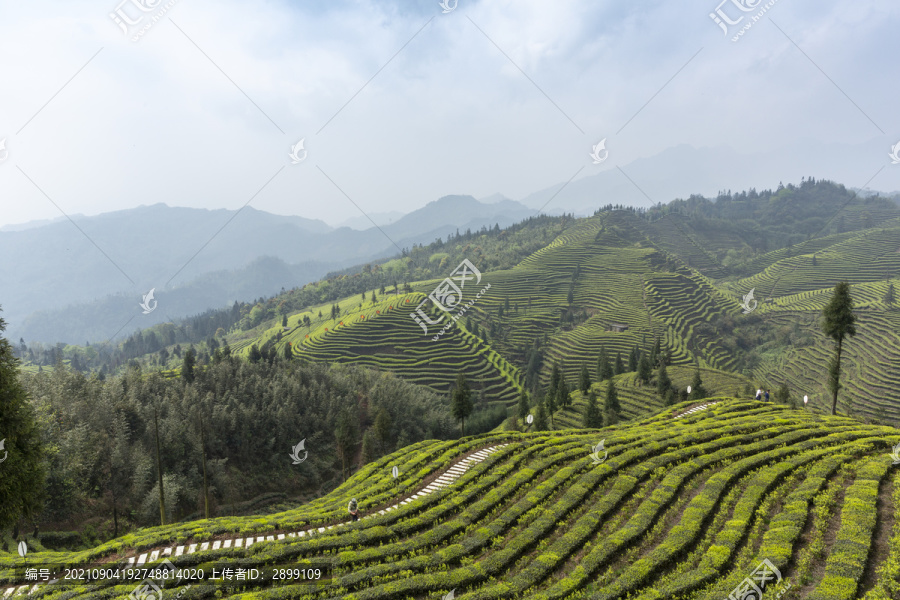 宜宾屏山富荣蜿蜒云顶茶海