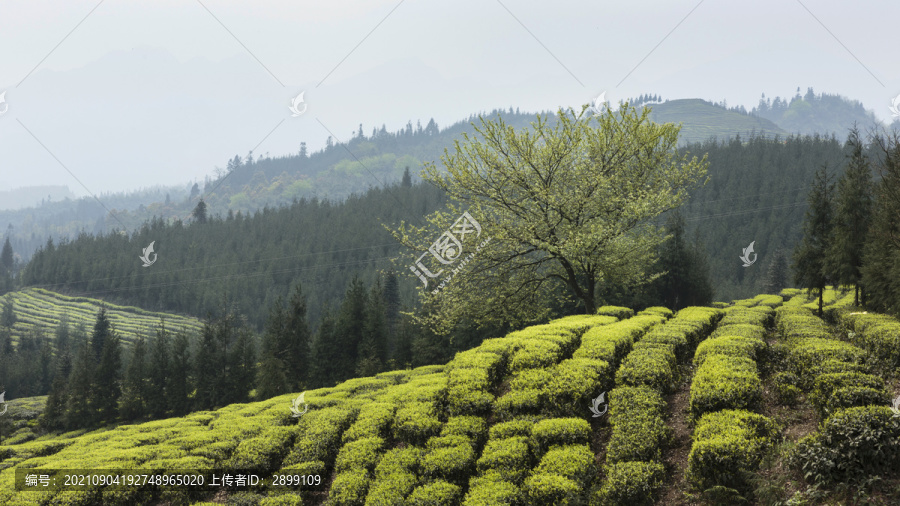 宜宾屏山富荣蜿蜒云顶茶海