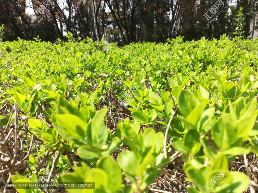 绿色植物