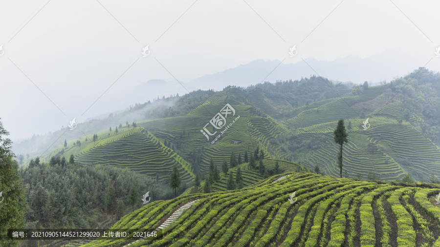 宜宾屏山富荣云顶茶海自然风光