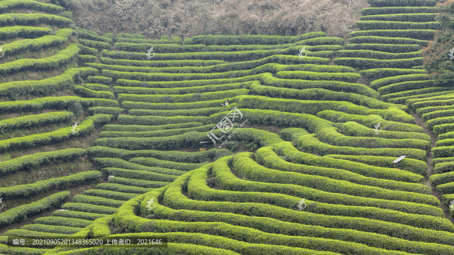 宜宾屏山富荣云顶茶海自然风光