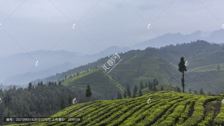 烟雨蒙蒙云顶茶海自然风光