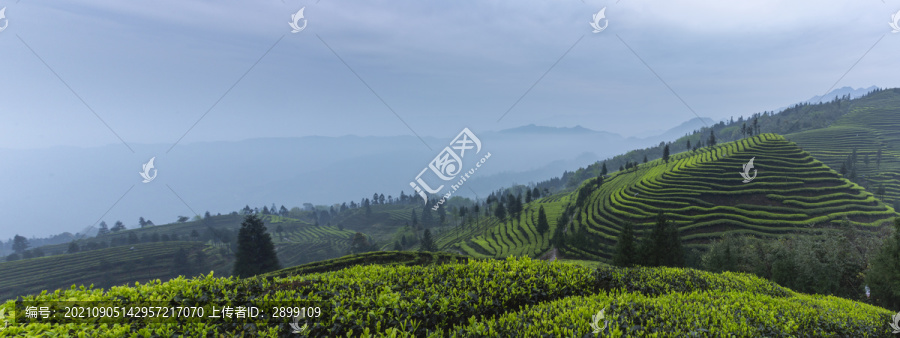 屏山富荣雨后蜿蜒云顶茶海风光