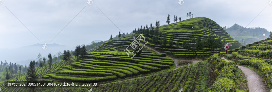 屏山富荣雨后蜿蜒云顶茶海风光