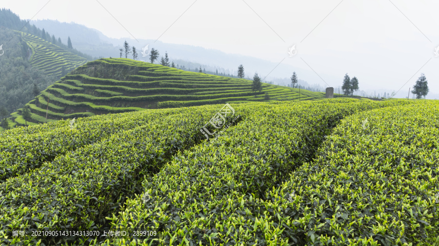 宜宾屏山富荣云顶茶海茶山风光