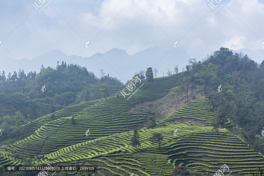 蓝天白云云顶茶海自然风光