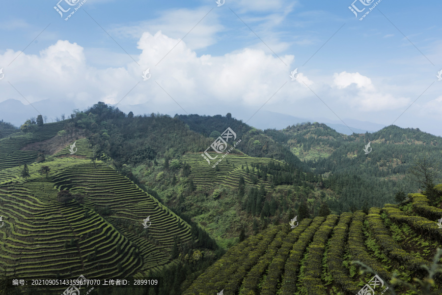 蜿蜒茶山蓝天白云云顶茶海