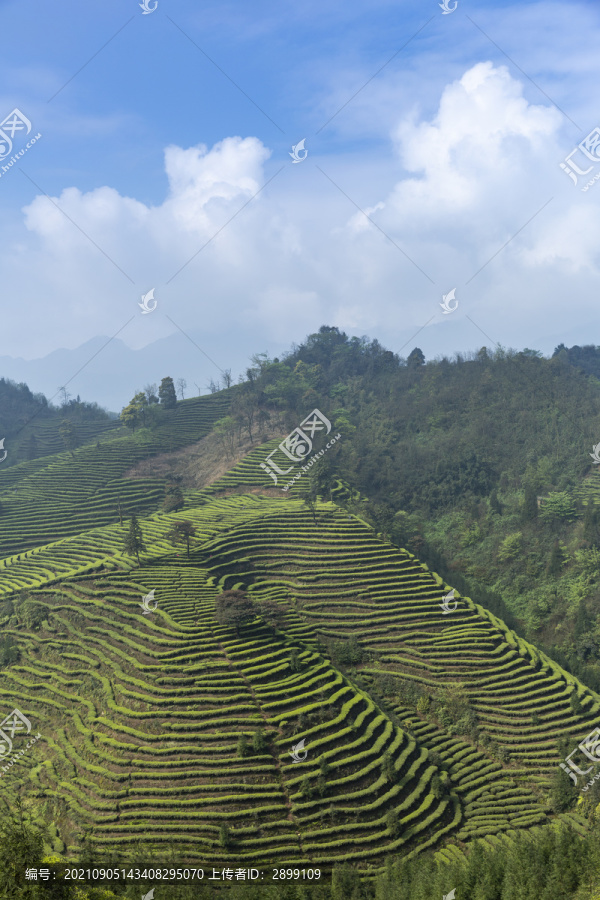 蜿蜒茶山蓝天白云云顶茶海