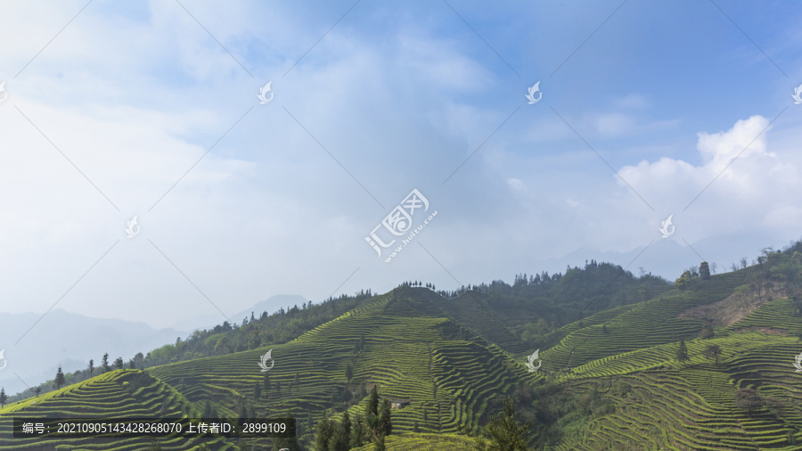 蜿蜒茶山蓝天白云云顶茶海