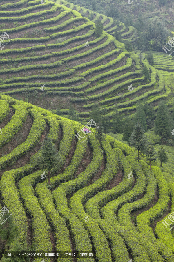 蜿蜒茶山采茶女自然景观