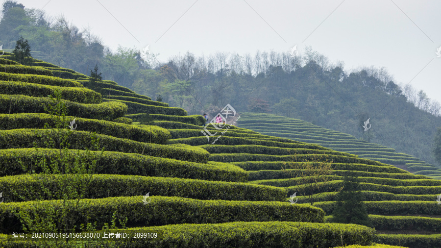 蜿蜒茶山采茶女自然景观