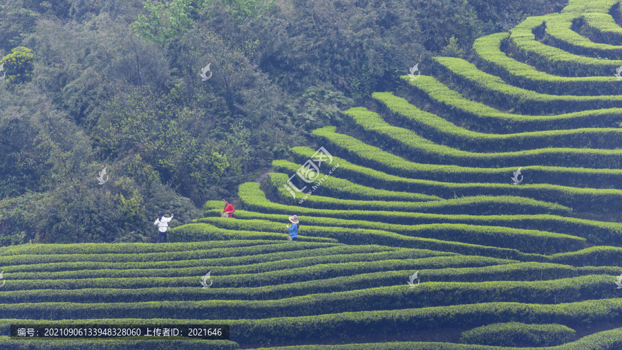 宜宾屏山富荣云顶茶海自然风光