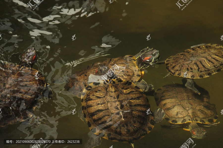 一些巴西龟
