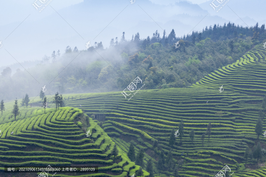 薄雾缭绕蜿蜒茶山自然风光